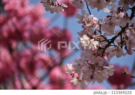 紅白の早咲きの桜 113364228