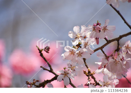 紅白の早咲きの桜 紅白の早咲きの桜 113364236