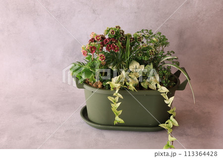 プリムラの寄せ植え プリムラの寄せ植え 113364428