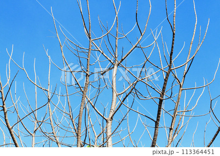 Silhouette of tree branch on blue sky. Abstract dry branch and leaves. 113364451