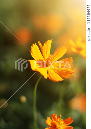 Beautiful yellow cosmos flowers, Yellow flower of Mexican Diasy with sunlight in garden 113364473