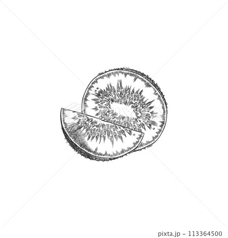 Half cut and slice of kiwi engraved hand drawn vector, tropical sweet fruit sketch, farm natural food, vitamin snack 113364500