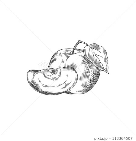 Vector illustration of apples: sketch of the whole and a piece. 113364507
