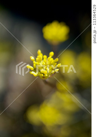 「気丈な愛」の花言葉のように、冬の寒さの中から目覚め開花した、春の黄金花、縁起の良い花 「気丈な愛」の花言葉のように、冬の寒さの中から目覚め開花した、春の黄金花、縁起の良い花 113364529