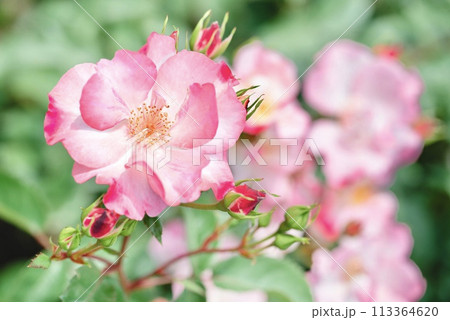 花霞 花霞 113364620