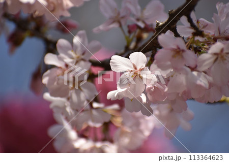 紅白の早咲きの桜 113364623