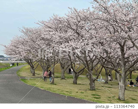 大分市七瀬川公園の桜 大分市七瀬川公園の桜 113364740