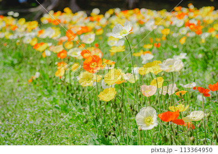 森林公園に咲く美しいポピー 森林公園に咲く美しいポピー 113364950