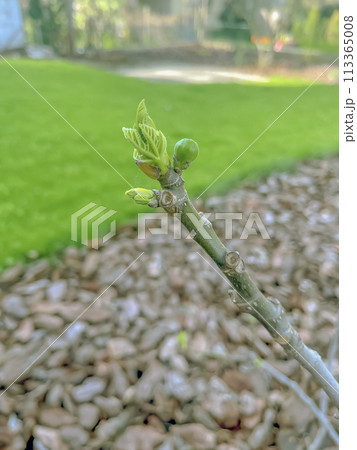 Young fig on the tree early in the season. Ficus carica 113365008