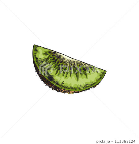 Pencil sketch of kiwi slice in color, vector illustration. 113365124