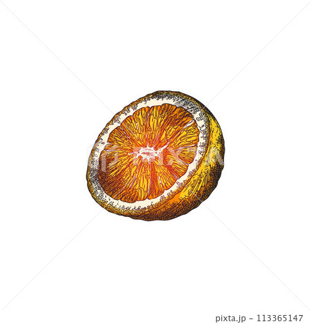 Hand drawn half of an orange on an isolated background. 113365147