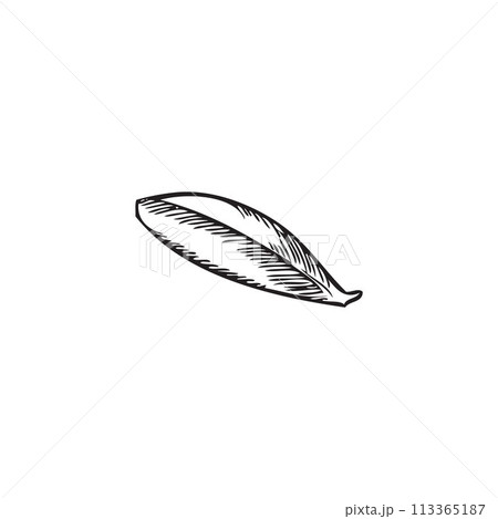 Pencil drawing with a botanical leaf of lingonberry. Pencil drawing with a botanical leaf of lingonberry. 113365187