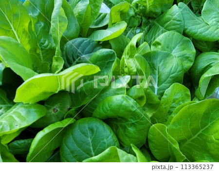 家庭菜園　サラダ菜　 113365237