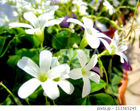 白いオキザリスの花 白いオキザリスの花 113365245