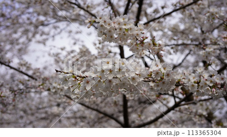 桜の花が満開 113365304