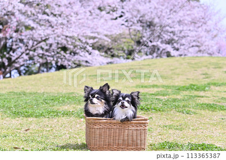 満開の桜とバスケットに入る笑顔の仲良しチワワ　春素材 113365387