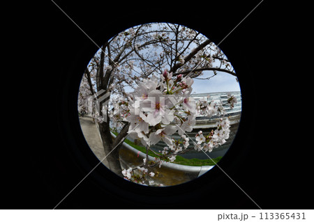 桜魚眼レンズ 桜魚眼レンズ 113365431