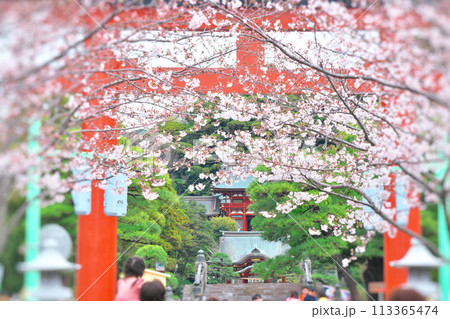 鎌倉 鶴岡八幡宮三ノ鳥居と段葛の桜 鎌倉 鶴岡八幡宮三ノ鳥居と段葛の桜 113365474