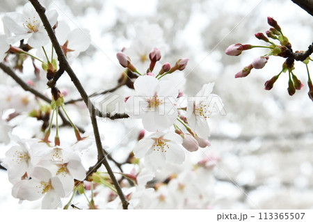 東京桜 東京桜 113365507