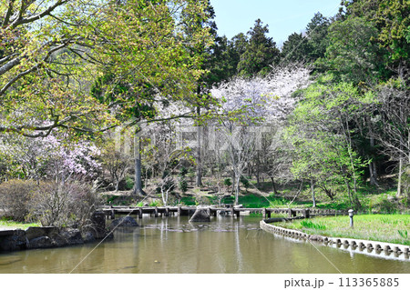 桜満開 113365885