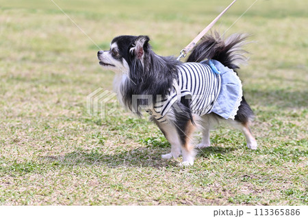 公園で散歩するロングコートチワワの横顔 113365886