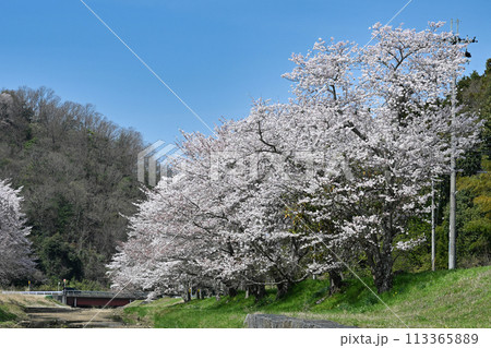 桐生の桜 113365889