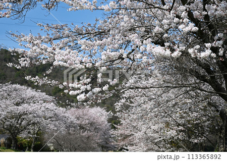 桐生の桜 113365892
