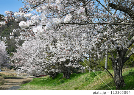 桐生の桜 113365894