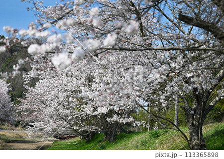 桐生の桜 桐生の桜 113365898