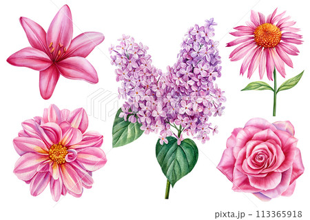 Beautiful Floral set. Dahlia, lilac, rose and lily flower isolated white background. Hand drawn watercolor illustration 113365918