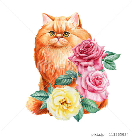 Beautiful red cat with garden rose flowers on isolated background. Watercolor painting, botanical illustration Beautiful red cat with garden rose flowers on isolated background. Watercolor painting, botanical illustration 113365924