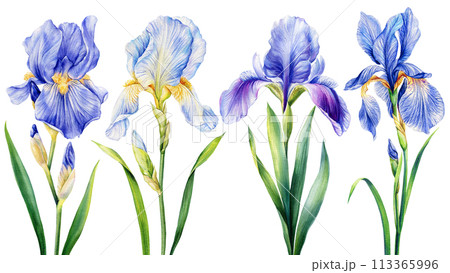 Watercolor irises, beautiful blue flowers isolated on white background. Hand drawn floral illustration. Greeting card 113365996