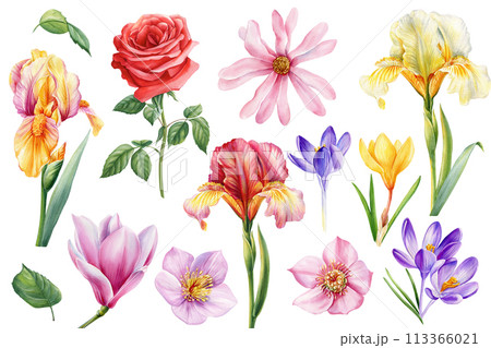 Set watercolor garden flowers magnolia, iris, roses, hellebore and crocus isolated on white background. Floral elements  Set watercolor garden flowers magnolia, iris, roses, hellebore and crocus isolated on white background. Floral elements  113366021
