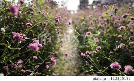 gomphrena firework flower in flower field gomphrena firework flower in flower field 113366155