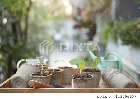 Outdoor gardening small sprout growing plant in paper pots Outdoor gardening small sprout growing plant in paper pots 113366157