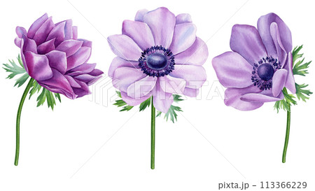 Watercolor purple flowers set. Anemone Hand-painted abstract botanical painting illustration. Flora element design, card Watercolor purple flowers set. Anemone Hand-painted abstract botanical painting illustration. Flora element design, card 113366229