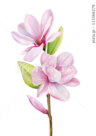 Pink magnolia branch. Spring flower bouquet watercolor painting. Hand painted colorful floral composition, pink magnolia 113366279