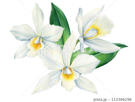 Vanilla flower watercolor realistic painting isolated on White background. Orchid exotic flower, pods and sticks Vanilla flower watercolor realistic painting isolated on White background. Orchid exotic flower, pods and sticks 113366296