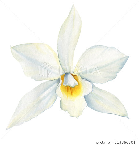 Vanilla flower watercolor realistic painting isolated White background. Orchid tropical flower Hand drawn illustration Vanilla flower watercolor realistic painting isolated White background. Orchid tropical flower Hand drawn illustration 113366301