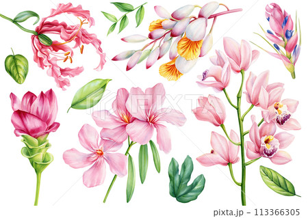 set tropical flowers cardamom, orchid, tillandsia, turmeric isolated background watercolor painting exotic plant, leaves set tropical flowers cardamom, orchid, tillandsia, turmeric isolated background watercolor painting exotic plant, leaves 113366305