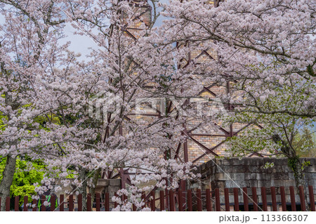 【静岡県】桜満開の韮山反射炉 【静岡県】桜満開の韮山反射炉 113366307