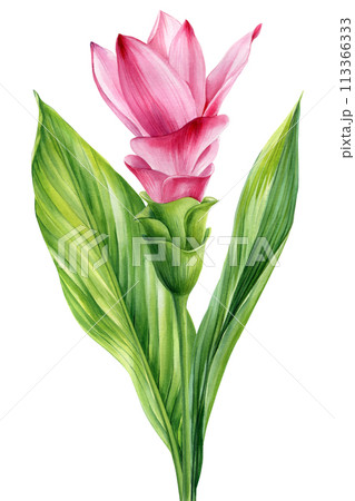 Tropical pink flower and leaves, Turmeric isolated background watercolor painting illustration hand drawing exotic flora 113366333