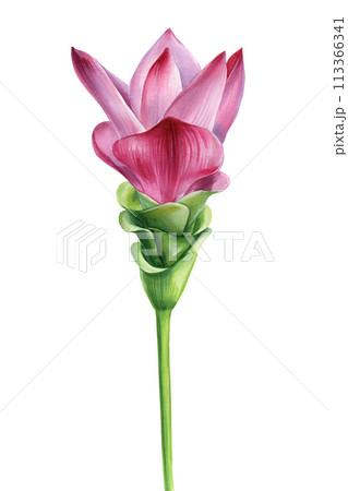 Tropical pink flower, Turmeric flower isolated background watercolor botanical illustration, hand drawing exotic flora 113366341