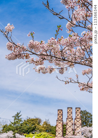 【静岡県】桜満開の韮山反射炉 【静岡県】桜満開の韮山反射炉 113366344