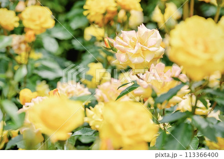 薔薇畑 113366400