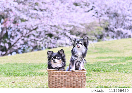 満開の桜とバスケットに入る笑顔の仲良しチワワ 春素材 満開の桜とバスケットに入る笑顔の仲良しチワワ 春素材 113366430