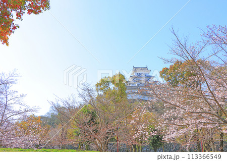 兵庫県姫路市、咲き始めの桜と姫路城の風景 113366549