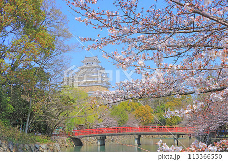 兵庫県姫路市、咲き始めの桜と姫路城の風景 兵庫県姫路市、咲き始めの桜と姫路城の風景 113366550