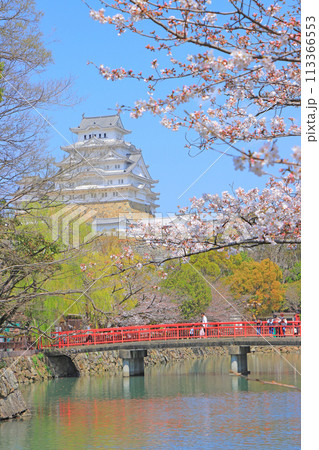 兵庫県姫路市、咲き始めの桜と姫路城の風景 兵庫県姫路市、咲き始めの桜と姫路城の風景 113366553