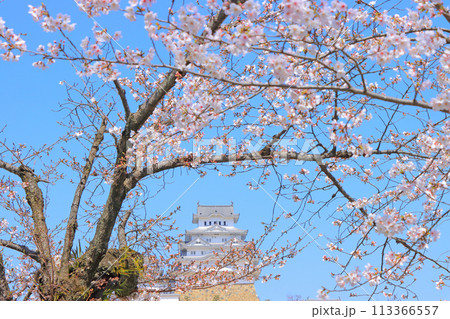 兵庫県姫路市、咲き始めの桜と姫路城の風景 兵庫県姫路市、咲き始めの桜と姫路城の風景 113366557